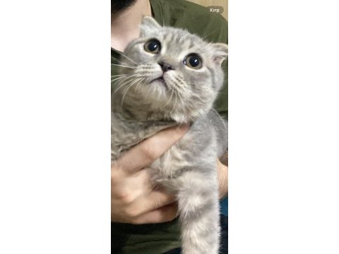 Scottish fold kedi 4 aylık