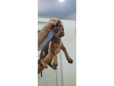 Kızıl doberman yavrularımız