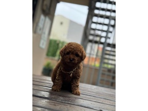 Kore kan poodle bebekler