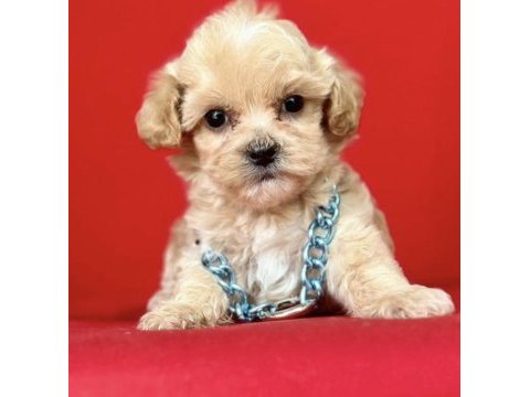 0 numara en mini boy maltipoo yavrular