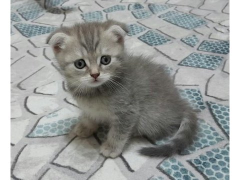 British shorthair