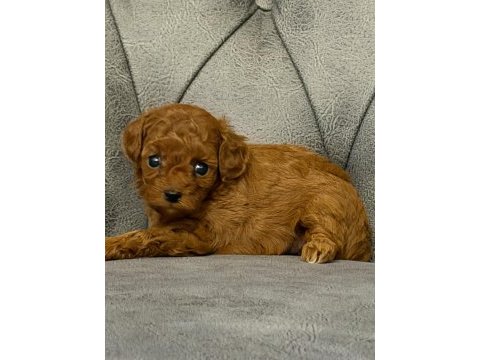 Her bütçeye poodle