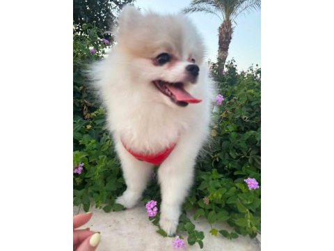 Mini pomeranian dişi yavru