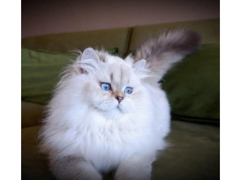 Full şecereli british longhair