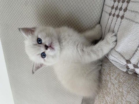 British shorthair annemizin ilk yavruları