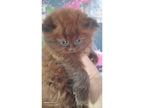 Chocolette british longhair efsane