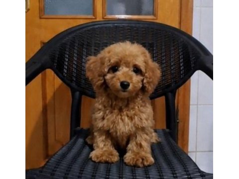 Yakısıklı poodle oğlanlar
