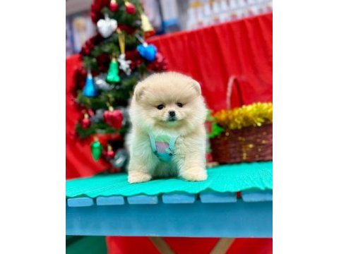 Safkan pomeranian boo yavrularımız