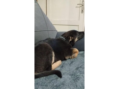 Köpeğimizin adı linda