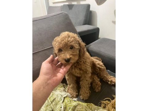 Toy poodle yavruları