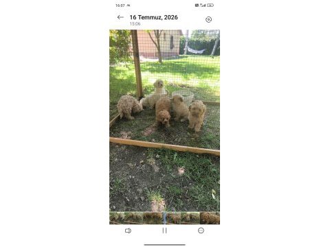 Maltipoo bebekler
