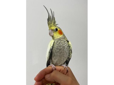 Erkek pearl evcil yavru sultan