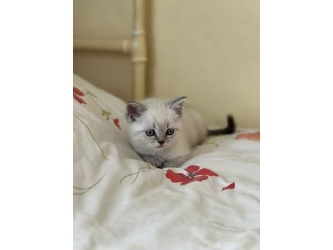 British shorthair