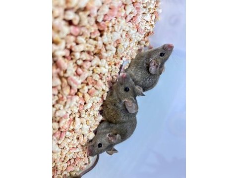 Wild mice