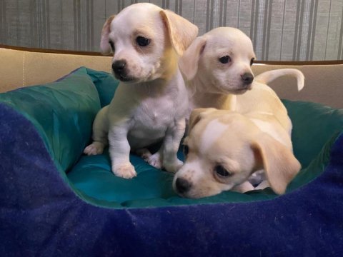 Erkek şivava köpekler