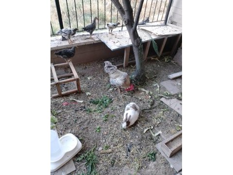 3 aylık horoz ferikleri
