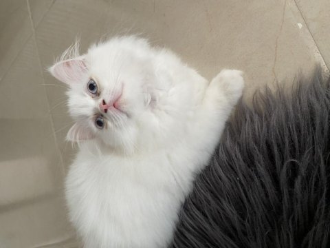 3 aylık yavru british longhair