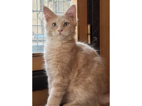 Türkiyede ilk renkli gözlü dev maine coon kediler