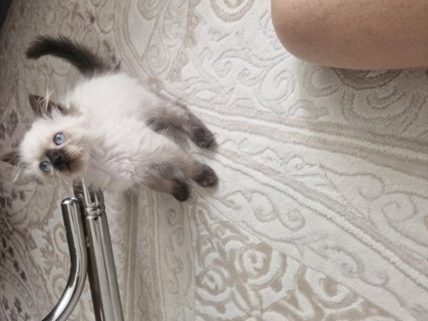 Ragdoll dişi yavrumuz yeni yuvasını arıyor