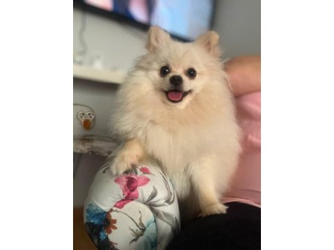 Yavru dişi pomeranian beyaz bursa