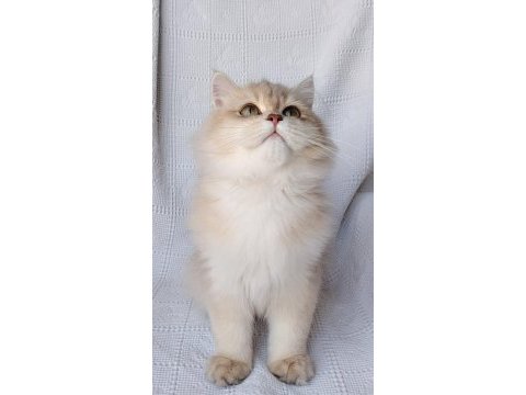 Show kalite erkek british longhair
