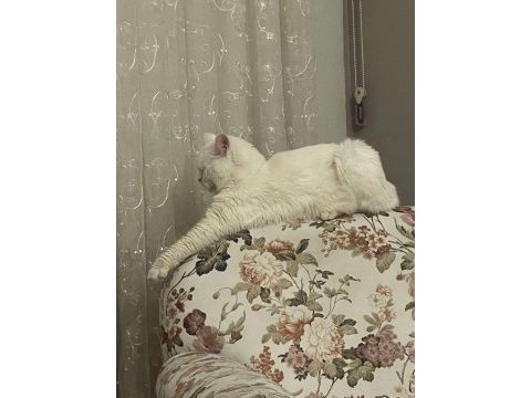 British kedim için eş aranıyor