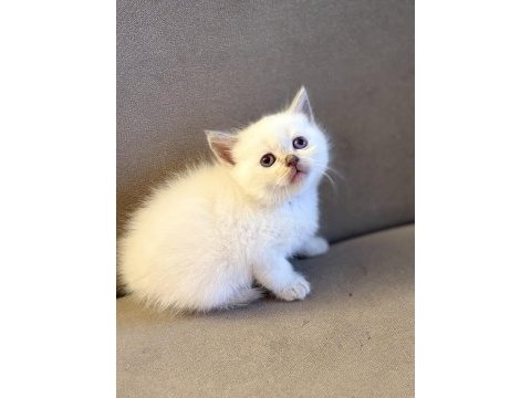 British shorthair yavrularımız