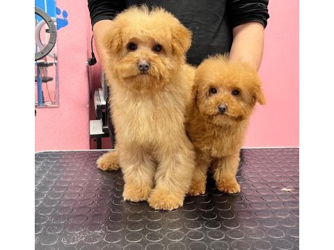 Red-apricot poodle yavrular