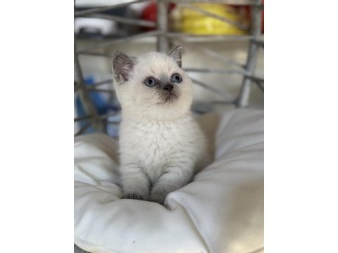 Üst kalite top kafa erkek british shorthair yavrumuz