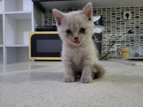 British shorthair anne altından 2 aylık safkan yavrular