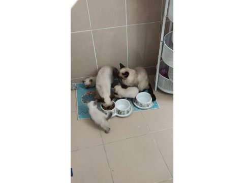 Acil satılıktır siyam 7aylık
