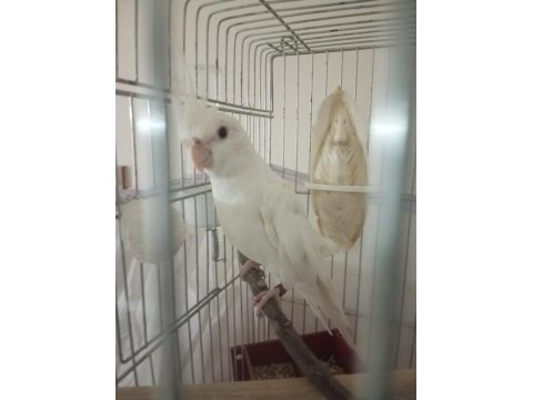 Uygun sultan papağanı albino grey