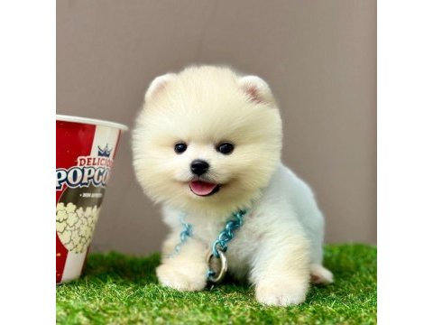 Sevimli pomeranian boo yavrularımız