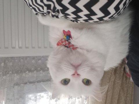 British longhair 3 yaşında