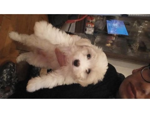 3 aylık maltese terrier