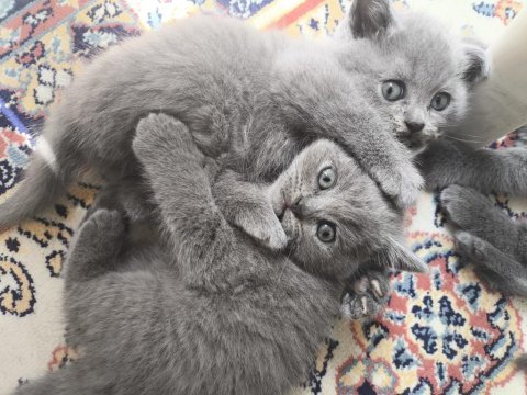 2 aylık yavru blue point ve british