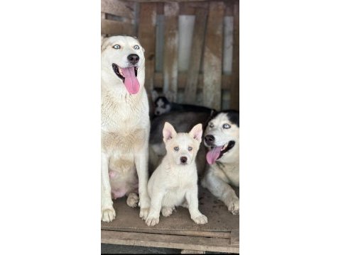 Sağlıklı husky yavrular