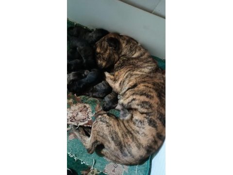 Safkan amerikan tiger presa canario