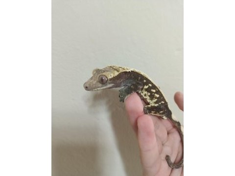 Satılık yetişkin damızlık crested geco