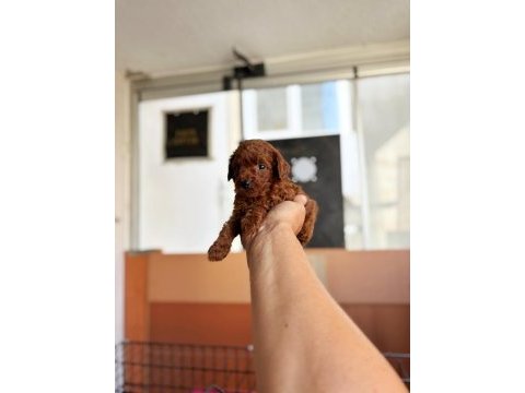 Anne toy baba kore en koyu red brown poodle bebişler