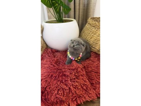 Top kafa scottish fold bebekler