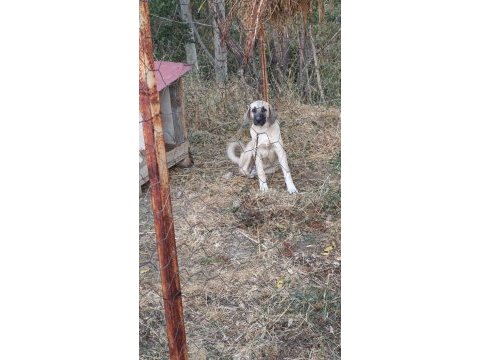 5 aylık kalite kangal yavru