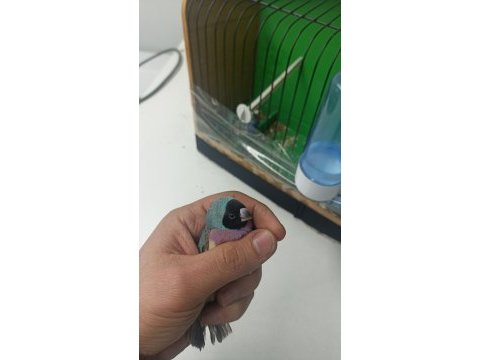Bilezikli goldian finch mavi hazır takım