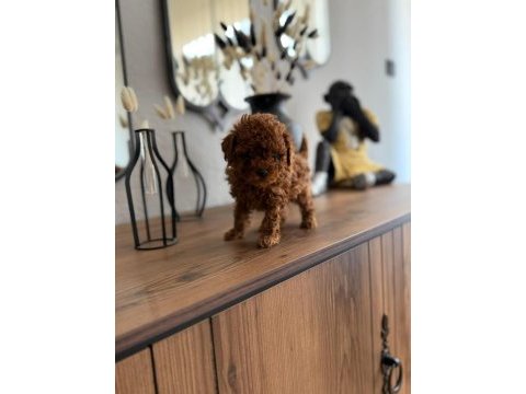 Toy poodle köpeğimiz