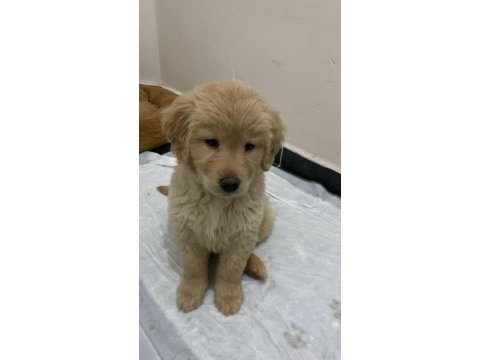 Golden retriever yavru köpek 2 aylık