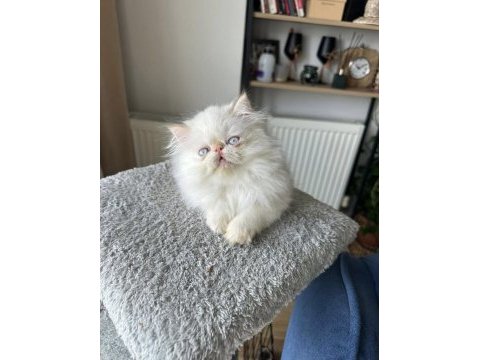 İran persian ( show kalite )