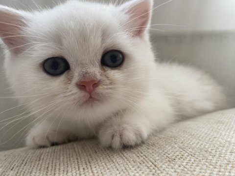 British shorthair silver point