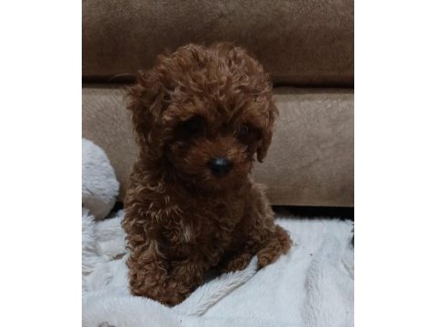 Toy poodle yavru dişi