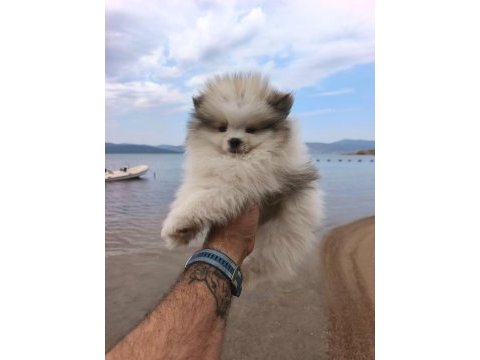 Pomeranian boo yavruları