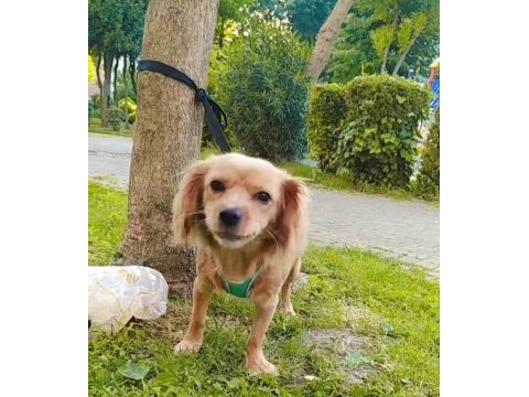Ücretsiz sahiplendirmek istanbul içi cavalier king charles